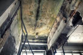 Why You Should Choose Our Mold Remediation Services in Lely Resort, FL